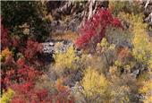 پاییز هزار رنگ در هندوستان ایران
