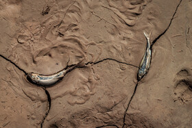 مرگ ماهی ها در رودخانه قزل اوزن
